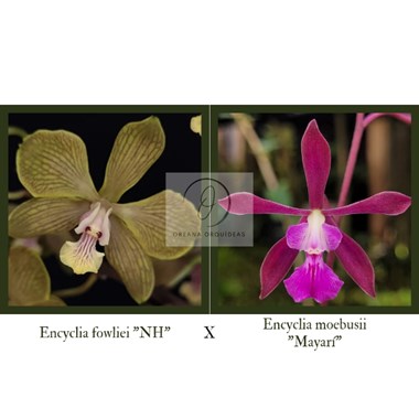 Encyclia fowliei x Encyclia moebusii