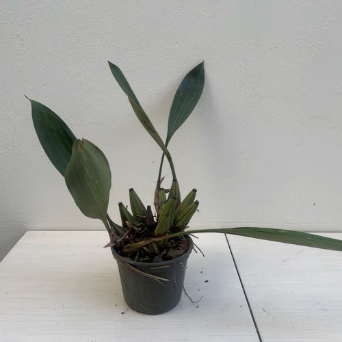 Orquídea Bifrenaria harrissoniana