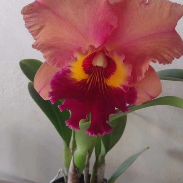 Orquidea Blc. Mirian Suzuki 'Rotunda'