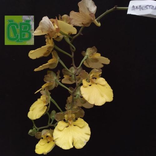 Oncidium orthostates