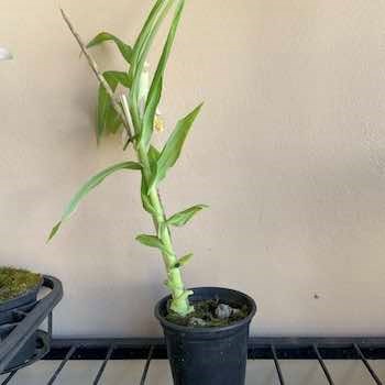 Orquídea Thunia Marshalliana