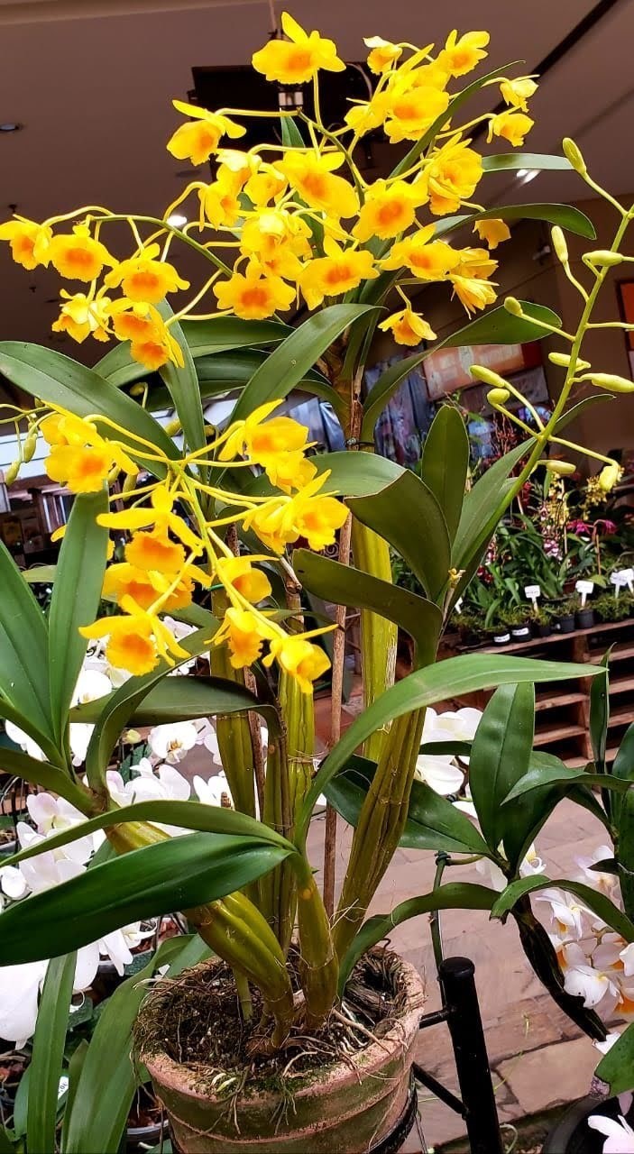 Orquídea Dendrobium chrysotoxum