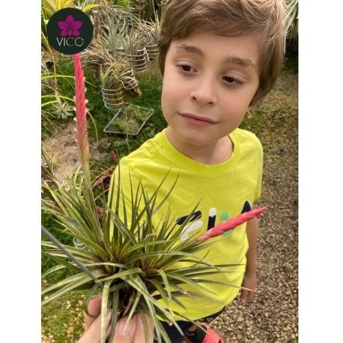 Tillandsia Duratii Duratii (PEQUENO)