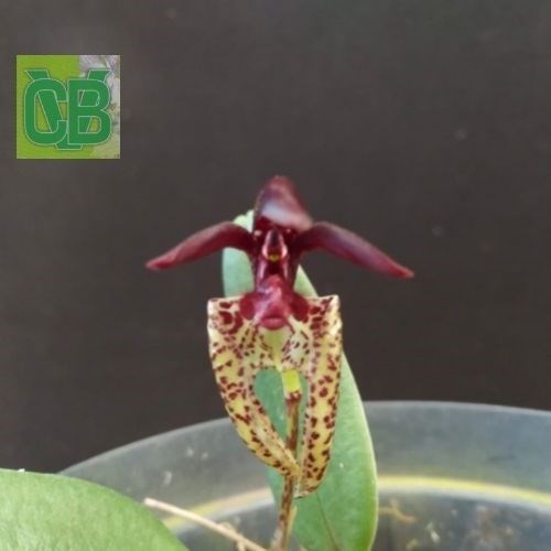 Bulbophyllum breviscapum