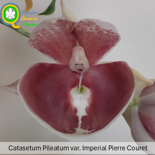 Catasetum Pileatum var. Imperial Pierre Couret - ADULTO