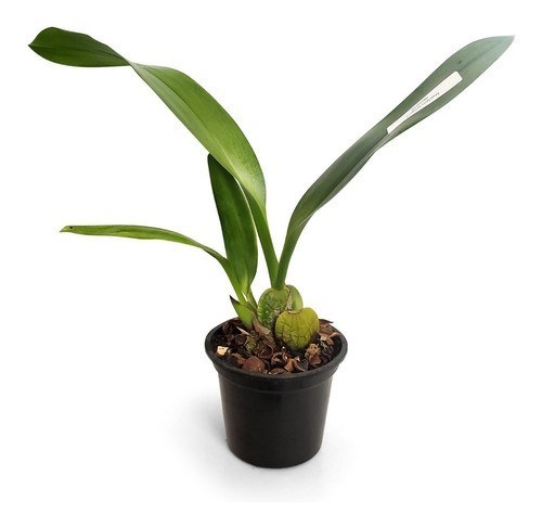 Orquídea Exótica Maxillaria setigera ! Planta Adulta !