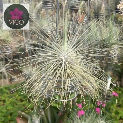 Tillandsia fuchsii