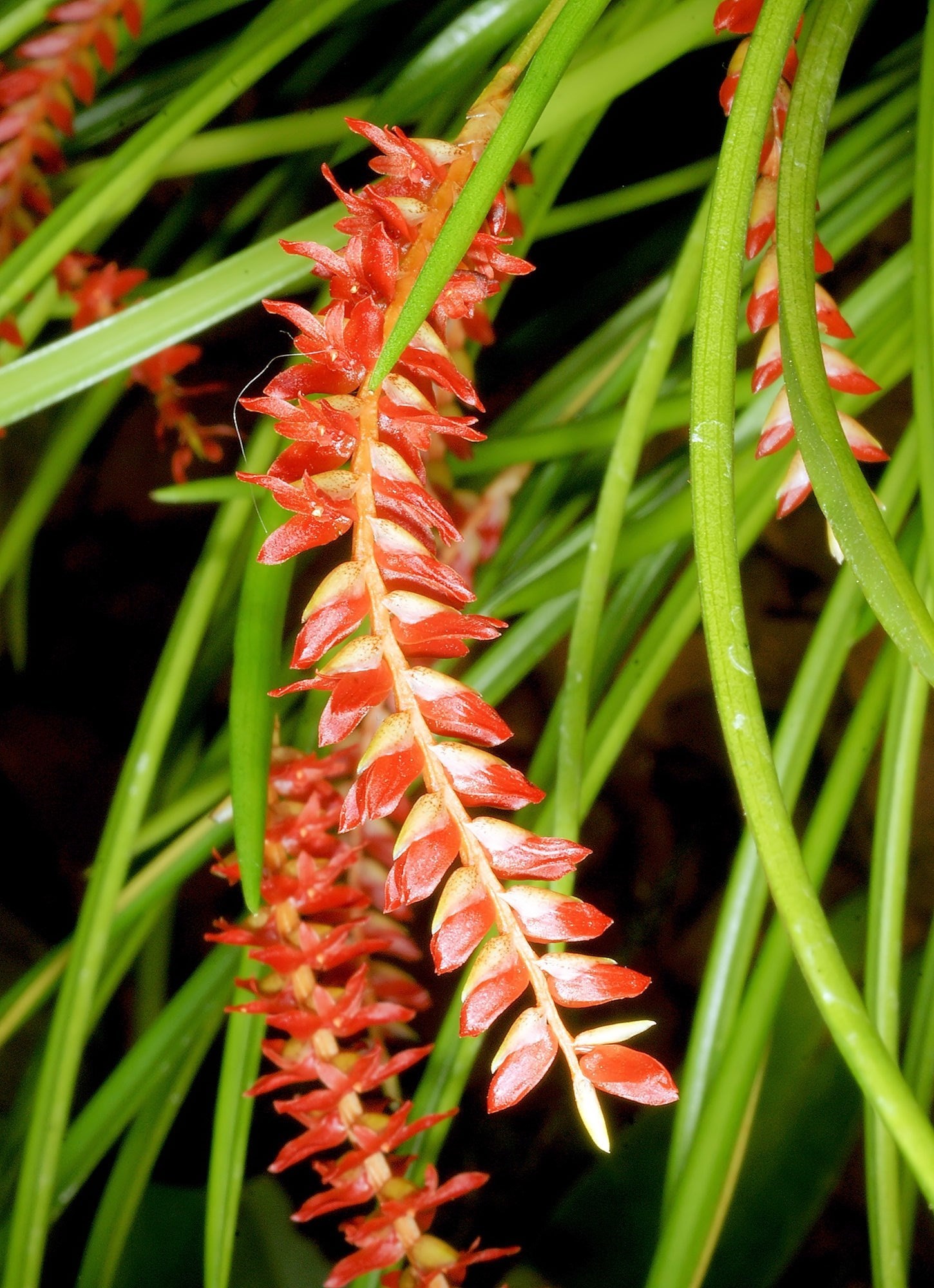Orquídea Dendrochillum wenzelli
