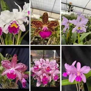 Kit com 6 orquídeas Cattleya