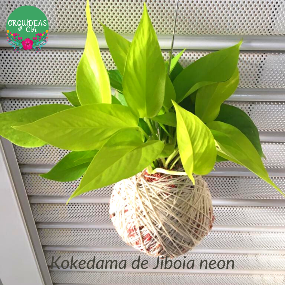 Kokedama de Jiboia Neon