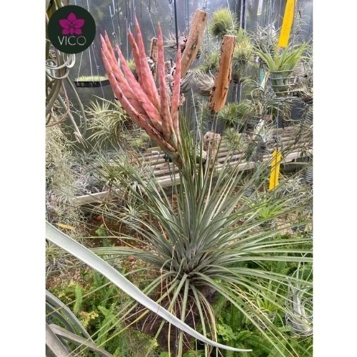 Tillandsia Festucoides "Santa Claus"
