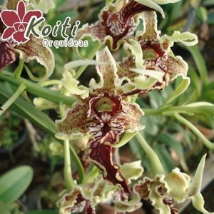 Orquídea - Dendrobium spectabile