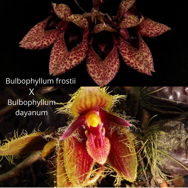 Bulbophyllum (frostii x dayanum)