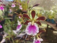 Encyclia Rioclarense ESPECIAL