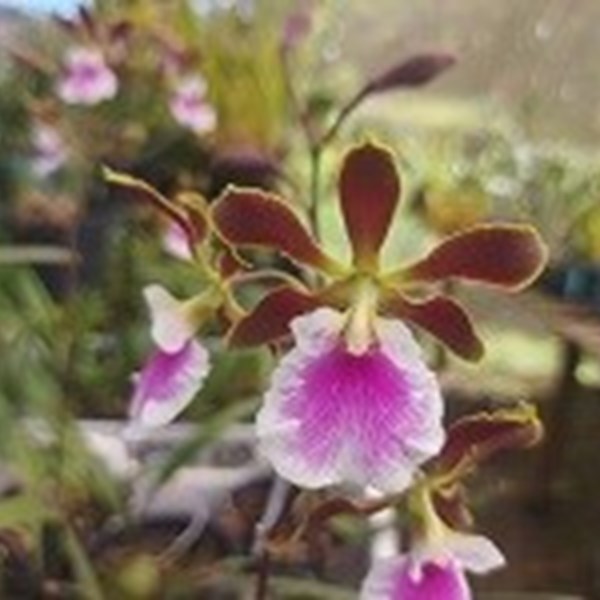 Encyclia Rioclarense ESPECIAL