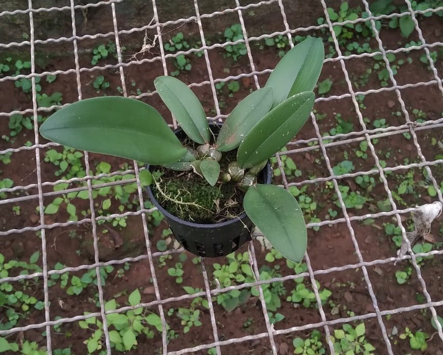 Bulbophyllum (frostii x phalaenopsis)