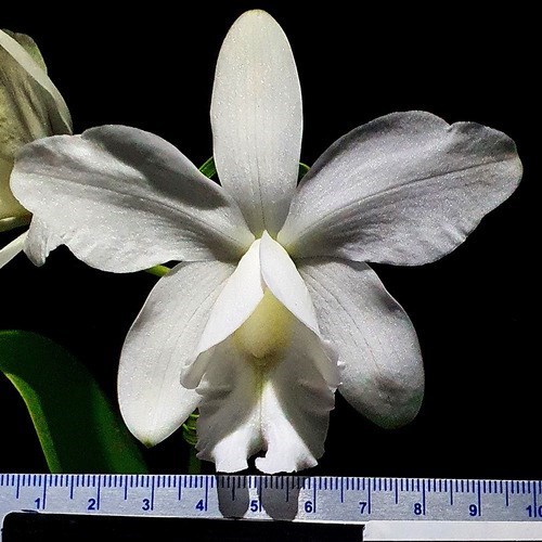 Orquídea Cattleya Loddigesii Alba