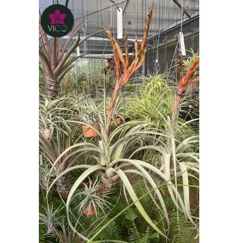 173624f0-33.jpg?w=315&h=315