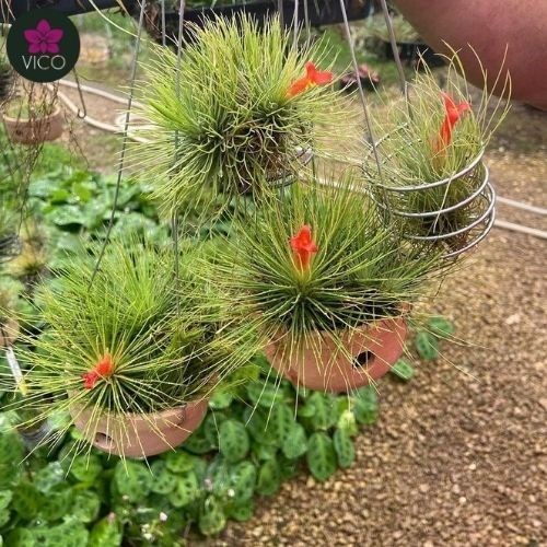 Tillandsia Andreana 
