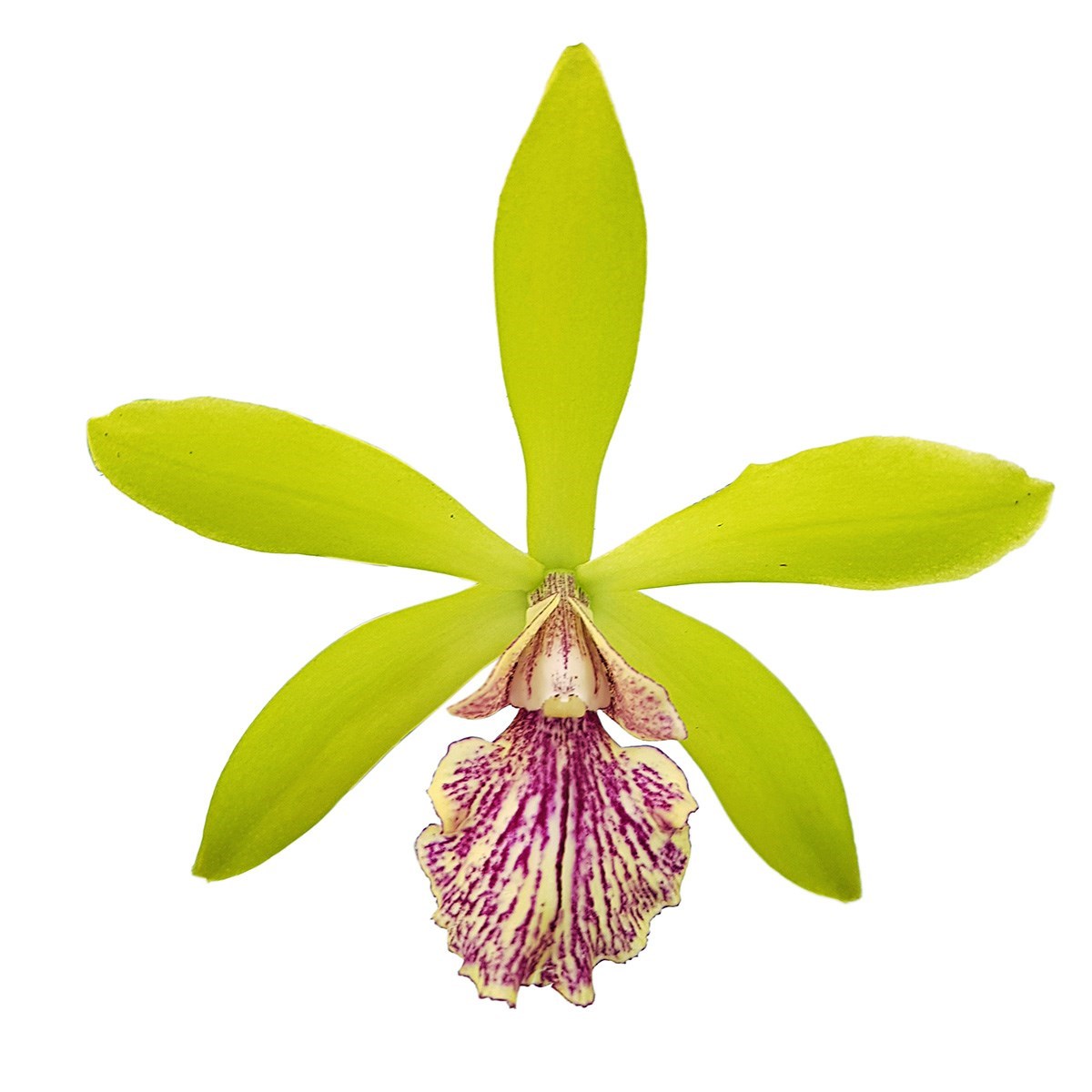 Orquídea Epicattleya Yamanara Planta Adulta