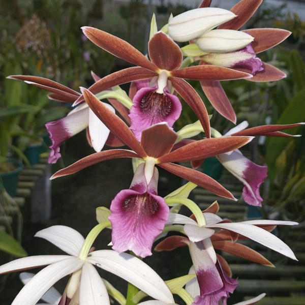Orquídea Phaius tankervilleae - Orquiloja