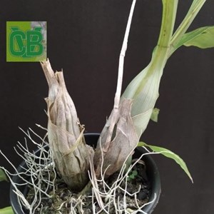Orquídea Catasetum (xAltaflorestense x dupliciscutula) - Cód. S6914