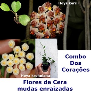 Combo dos Corações - Flores de Cera Hoya kerrii e Hoya krohniana
