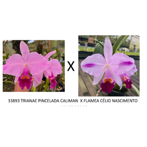 Frasco de Orquídea 33893 TRIANAE PINCELADA CALIMAN X FLAMEA CÉLIO NASCIMENTO