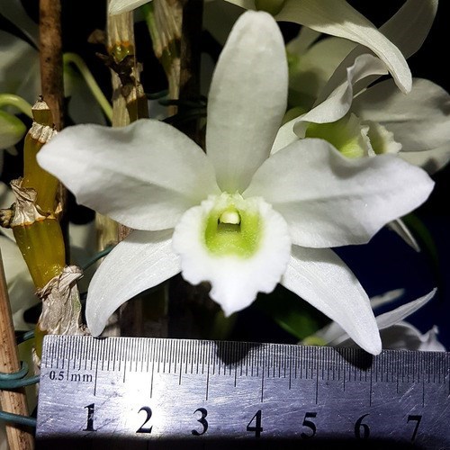 Orquídea Dendrobium Spring Dream Apollon Planta Adulta Flor Branca