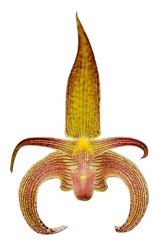 Orquídea Bulbophyllum Wilmar Galaxy Planta Adulta Exótica