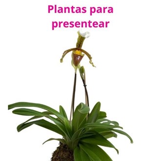 Kokedama de Orquídea Sapatinho (Paphiopedillum) Acabamento Neutro Dia das Mães