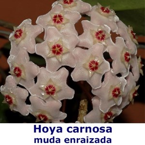 Hoya carnosa - Muda Enraizada