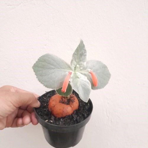 Folhagem Rainha-do-abismo (Sinningia leucotricha)