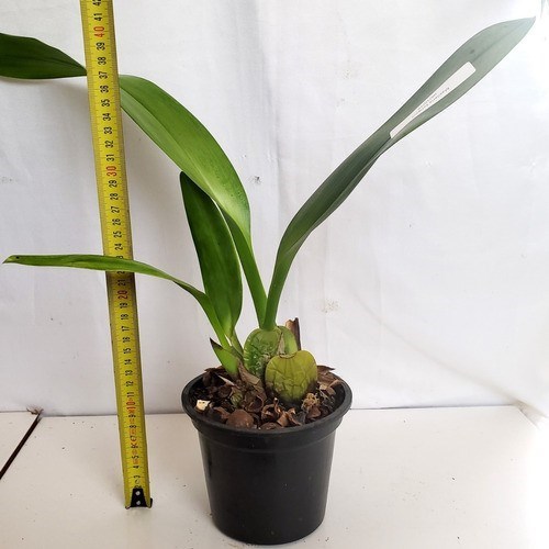 Orquídea Exótica Maxillaria setigera ! Planta Adulta !