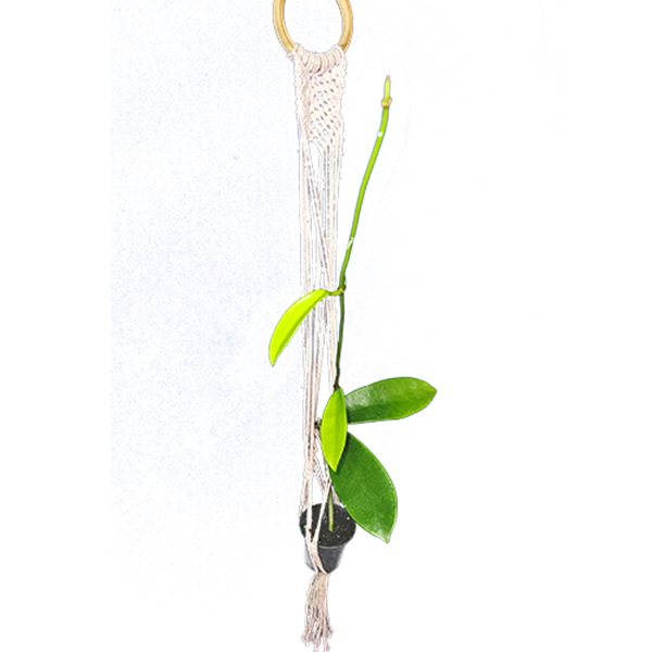 Flor de cera Hoya meliflua - muda enraizada no pote nº 6