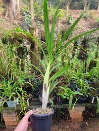 cyrtopodium ( glutiniferum x saintlegerianum )