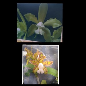Orquídea Cattleya tigrina  alba x albescens