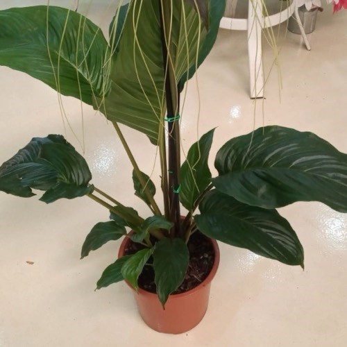 Flor Morcego (Tacca chantrieri)