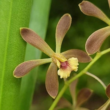 Encyclia Oreana's Bossanova
