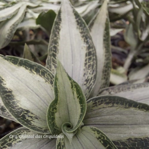 Aspidogyne agentea - Jewel Orchid - Orquídea Joia - Adulto