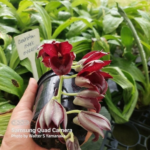 Clowesetum  Mark Margolis - Adulto