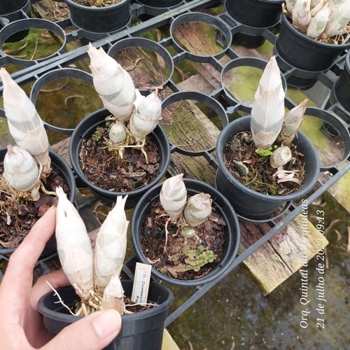 Clowesetum Pierre Couret - Adulto