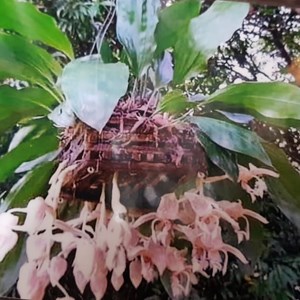 Orquídea Stanhopea oculata