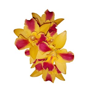 Orquídea Potinara Burana Beauty Burana Planta Adulta Flor