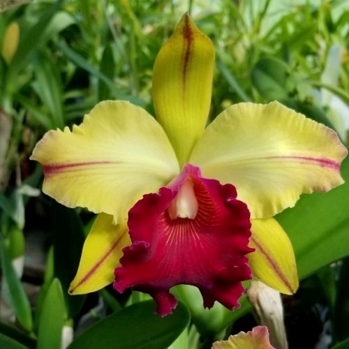 洋楽 llica The 10 Years Collection 198423de-rlc-toshie-aoki-0.jpg