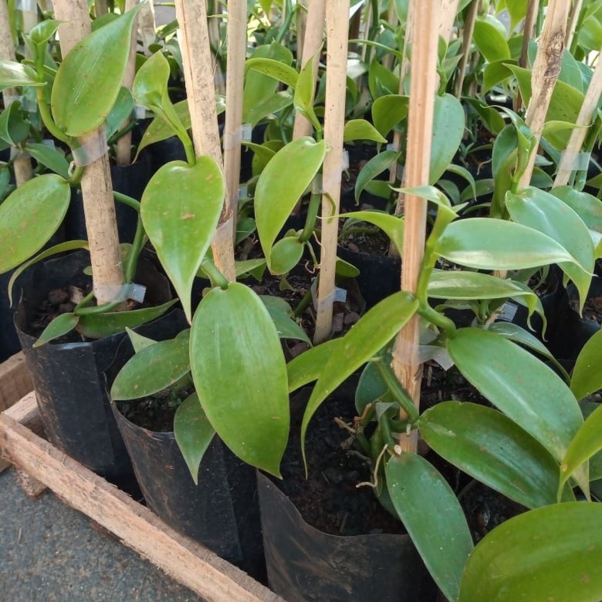 Orquídea Vanilla planifolia (baunilha mexicana)