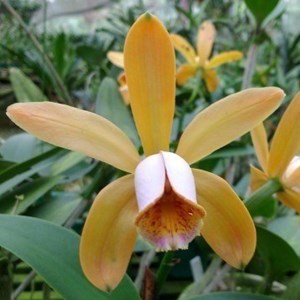 Orquídea Cattleya forbesii