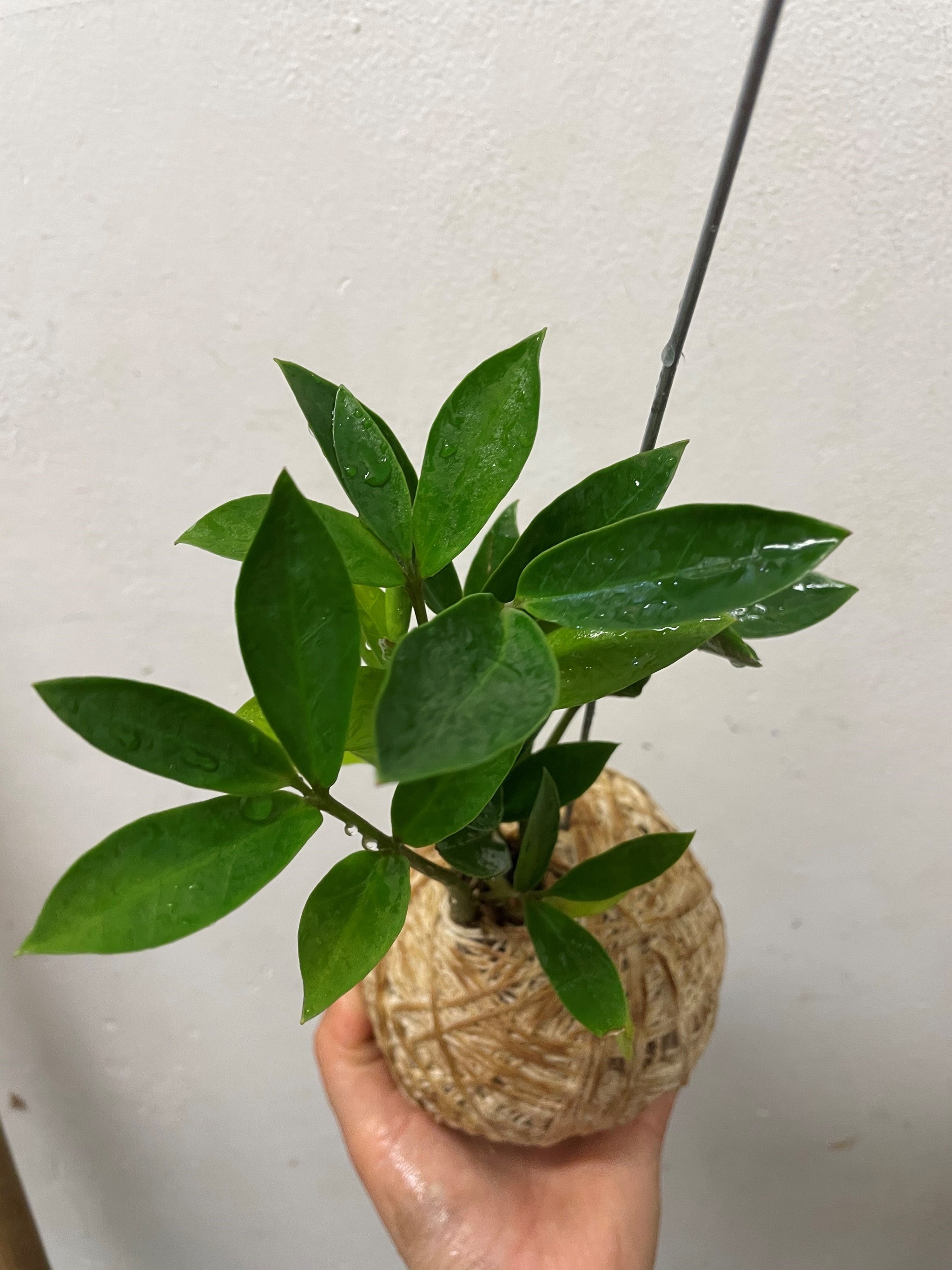 Kokedama de Mini Zamioculca
