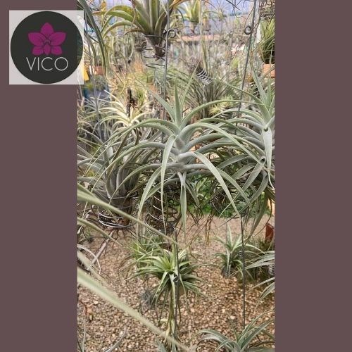 Tillandsia purpurea 