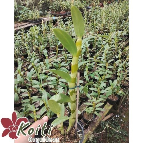 Orquídea Dendrobium Pink Rabbit - Adulto